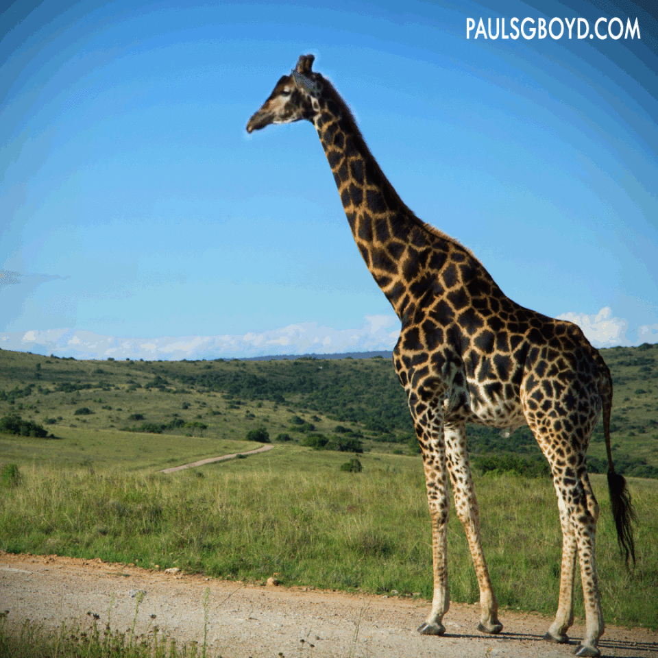 Cinemagraph Giraffe – Toronto Cinemagraph